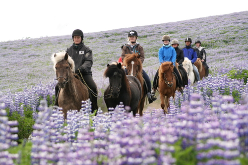 Reittour ab Reykjavik