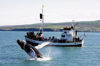 Walbeobachtung ab Husavik